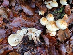 Pholiota elegans