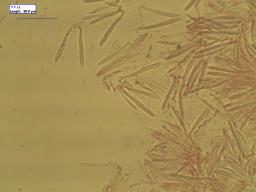Mollisia melaleuca