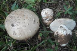 Amanita strobiliformis