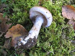 Cortinarius largus