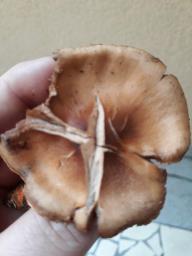 Cortinarius bulliardii