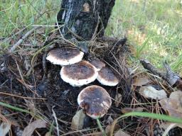 Tricholoma caligatum