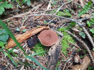 Gyromitra leucoxantha