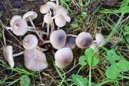 Marasmius wynneae