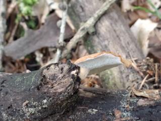 Cerioporus varius