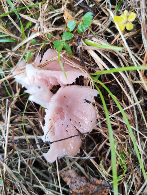 Porpolomopsis calyptriformis