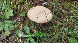 Suillus viscidus