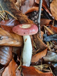 Russula caerulea