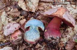 Rubroboletus rubrosanguineus