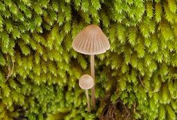Mycena erubescens