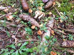Hygrophorus discoideus