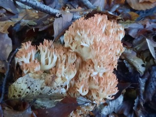 Ramaria botrytis