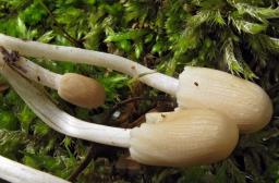 Coprinellus bisporus