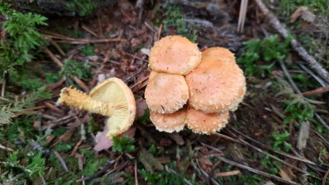 Pholiota flammans