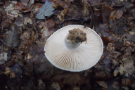 Russula nigricans