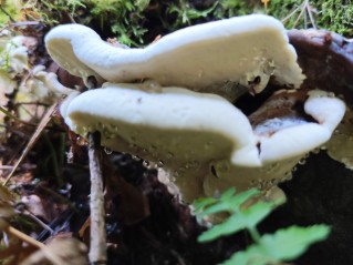 Heterobasidion abietinum