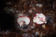 Russula xerampelina