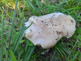 Leucopaxillus tricolor