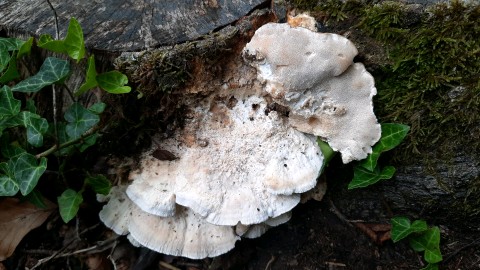 Postia tephroleuca