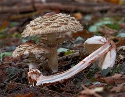 Chlorophyllum olivieri