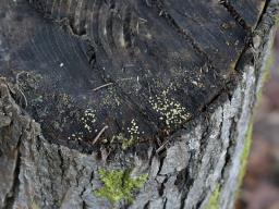 Bisporella subpallida