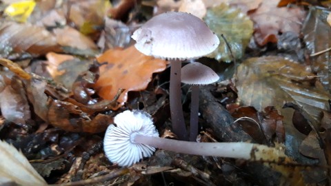 Mycena pura