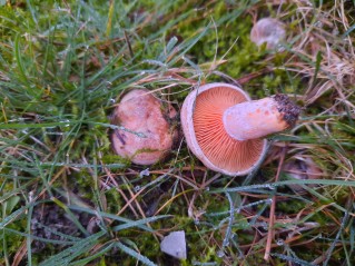 Lactarius quieticolor