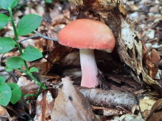 Russula rosea