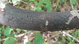 Diatrype decorticata