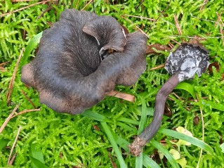 Craterellus cornucopioides