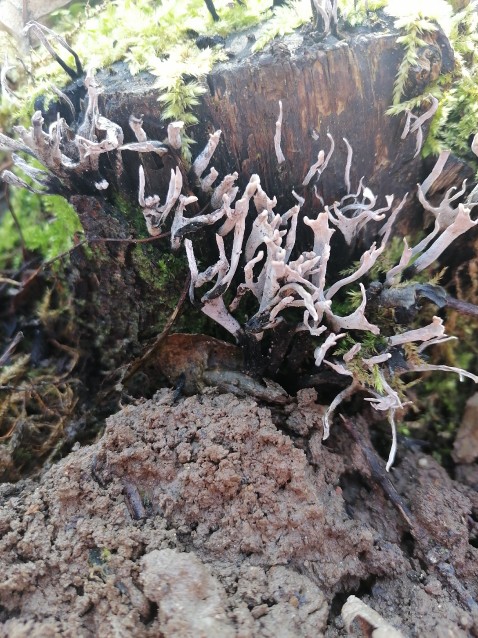 Xylaria hypoxylon