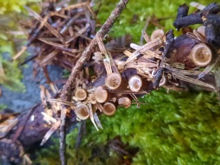 Crucibulum laeve