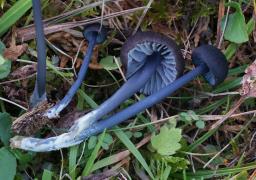 Entoloma chalybeum