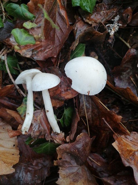 Hygrophorus eburneus