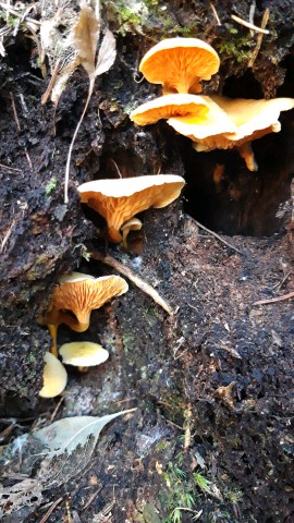 Hygrophoropsis aurantiaca