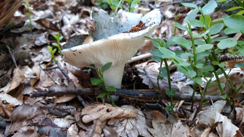 Russula aeruginea