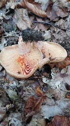 Lactarius deterrimus
