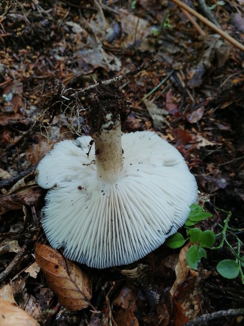 Megacollybia platyphylla