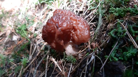 Gyromitra esculenta