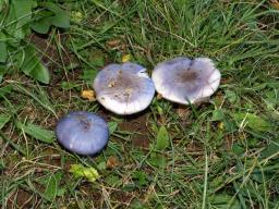 Cortinarius moenne-loccozii