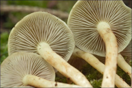 Hypholoma fasciculare