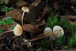 Marasmius torquescens