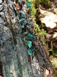 Chlorociboria aeruginascens