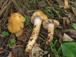 Cortinarius trivialis