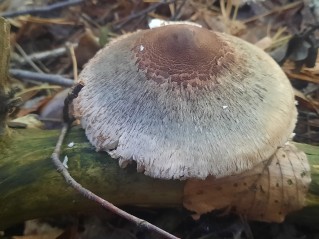 Macrolepiota olivascens