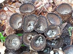 Cyathus striatus