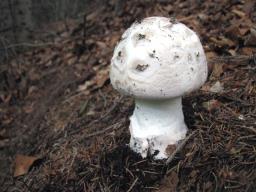 Amanita strobiliformis