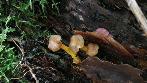 Cantharellus tubaeformis var. lutescens