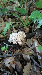 Artomyces pyxidatus