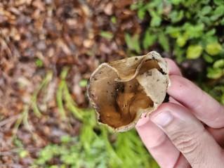 Helvella acetabulum